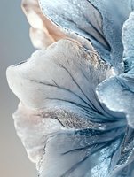 Delicate ice crystal formation with flowing curves and organic shapes in soft blue and white tones, showing intricate natural frost patterns and textures.