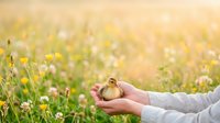 Young chick resting in cupped hands over blooming meadow field with white and yellow wildflowers during spring season outdoors.