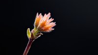 Orange succulent flower with delicate frost crystals on petals against dark background, macro photography highlighting intricate natural details and morning dew formation.