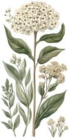 Elegant botanical illustration of white hydrangea flowers with green leaves in vintage style on white background, suitable for nature-inspired designs and prints.
