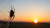 Spider silhouette on dewdrop web at golden sunrise. Nature macro photography capturing arachnid predator against warm morning sky for wildlife content.
