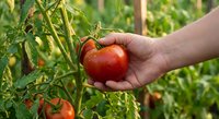 Hand picking fresh ripe red tomato from vine in organic vegetable garden during harvest season for healthy homegrown produce and sustainable farming.