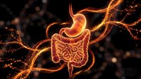 Glowing orange digestive system with stomach and intestines highlighted against dark background, representing gastroenterology, digestion, and medical education.