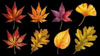 Autumn leaves collection isolated on transparent background, ready for T-shirts, stickers, clipart, sublimation, and print on demand seasonal designs.