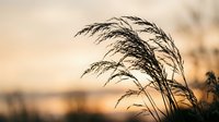 Tall grass silhouette swaying in gentle breeze against warm golden sunset sky creating peaceful natural landscape scene for relaxation and mindfulness content.