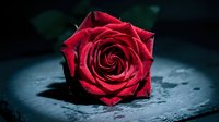 Single red rose bloom lying on dark wet stone surface with dramatic moody lighting for romantic designs and Valentine's Day projects.