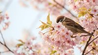 Small brown sparrow perched on blooming cherry blossom branch with delicate pink flowers in soft spring sunlight for nature and seasonal content.