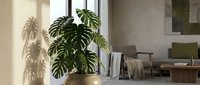 Large monstera deliciosa plant in ceramic pot casting dramatic shadows in modern minimalist living room with natural sunlight streaming through window.