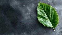 Fresh green leaf on dark textured background with dramatic lighting and copy space, minimalist nature composition for wellness and spa marketing.