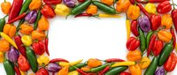 Colorful hot peppers in red, orange, yellow, purple and green arranged in a frame around white space, suitable for food backgrounds and culinary designs.