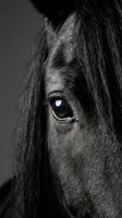 Close-up of black horse head showing detailed eye and facial features against neutral background. Suitable for equestrian, animal, and nature-themed projects.