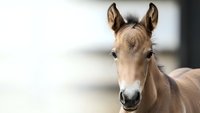 Young brown foal with white markings looking directly at camera in stable environment with soft natural lighting and blurred background.
