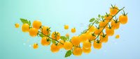 Ripe orange citrus fruits with green leaves floating dynamically against soft turquoise background, suitable for food, beverage, wellness and organic product marketing.