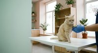 Orange tabby cat sitting on white desk in modern home office with plants and natural lighting creating cozy workspace atmosphere for pet owners.