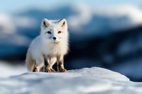 Arctic fox standing on snowy hill against blurred winter mountain landscape. White polar fox with fluffy fur looking at camera in natural habitat.