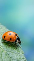 Red ladybug beetle crawling on green leaf surface with soft blue background for nature and garden themed designs.