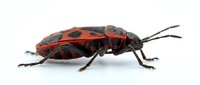 Red and black spotted beetle insect isolated on white background, suitable for educational materials, nature illustrations, and scientific publications.
