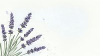 Watercolor lavender flowers with green stems on light background. Hand drawn botanical illustration for aromatherapy, spa, natural cosmetics packaging.