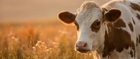 Holstein dairy cow grazing in golden sunset meadow with warm light creating peaceful rural farm atmosphere for agricultural and livestock content.