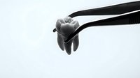 Dental extraction forceps holding extracted tooth in black and white medical photography isolated on white background for healthcare design.