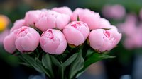 Pink peony buds in full bloom with dark green leaves against blurred natural background, romantic floral arrangement showcasing delicate spring flowers.