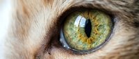 Close-up macro shot of cat eye with vibrant green and gold iris patterns, detailed fur texture around eye socket for pet photography and veterinary content.