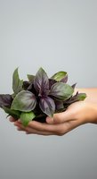 Young woman's hand holding purple and green basil plant with vibrant foliage against neutral background. Suitable for gardening, organic farming, and herbal product marketing.