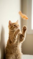 Playful orange tabby kitten reaching up with paws to catch floating feather in bright indoor setting for pet care and animal behavior content.