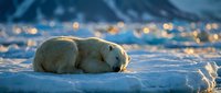 Polar bear resting on ice floe in Arctic wilderness with warm golden light creating peaceful winter wildlife scene for nature and conservation themes.