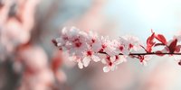 Delicate pink cherry blossoms on branch with soft bokeh background, symbolizing spring renewal and natural beauty.