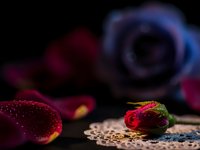 Fresh red rose with water droplets on coffee beans with colorful bokeh lights background for romantic cafe atmosphere and Valentine's Day celebrations.