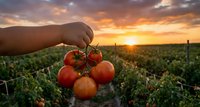 Hand holding fresh ripe tomatoes on vine at sunset in agricultural field with dramatic orange sky. Organic farming harvest concept for healthy food production.