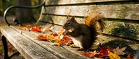 Cute gray squirrel sitting on wooden park bench surrounded by colorful autumn leaves in golden sunlight for seasonal wildlife and nature photography.