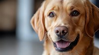 Close up portrait of smiling golden retriever dog with bright blue eyes and friendly expression against blurred background, showing loyalty and happiness.