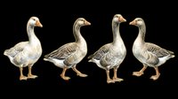 Vintage engraved geese in various poses isolated on transparent background, ready for t-shirt design, clipart, stickers, print-on-demand products and sublimation projects.