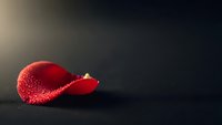 Single red rose petal with water droplets on dark surface with dramatic lighting for romantic and elegant design concepts.