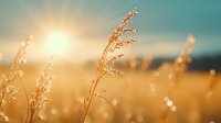 Golden wheat stalks against sunburst sky with bokeh effect and soft focus. Natural agricultural landscape at sunset creates dreamy summer atmosphere.