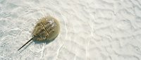 Horseshoe crab on sandy ocean floor with rippled water patterns and sunlight reflections creating natural marine ecosystem scene for educational content.