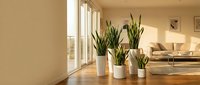 Modern living room interior with snake plants in white pots on wooden floor near large windows with natural sunlight and minimalist furniture decor.