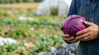 Farmer holding fresh purple cabbage in vegetable garden with greenhouse in background, organic farming and harvest concept for agricultural and food production use.