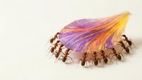 Team of brown ants carrying colorful purple and orange feather together on white background showing cooperation and teamwork in nature.