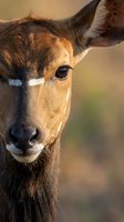 Close-up portrait of young deer with gentle expression and warm golden lighting showcasing natural wildlife beauty and serene outdoor atmosphere.