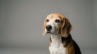 Senior beagle dog portrait with gray muzzle on neutral background showing aging pet with wise expression for veterinary and pet care concepts.