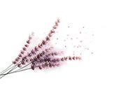 Delicate lavender sprigs in soft pink watercolor with scattered petals creating ethereal botanical composition on white background, suitable for wellness and spa designs.