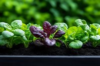 Fresh green and purple microgreens growing in rich soil, showcasing vibrant organic seedlings for healthy cooking and sustainable home gardening.