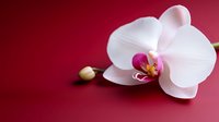 Elegant white orchid flower with pink center against deep red background, creating striking contrast for spa, wellness, or luxury concepts.