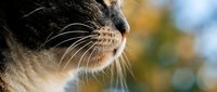 Close-up profile of domestic cat with prominent whiskers against soft blurred autumn background. Feline pet portrait showcasing natural beauty and serene expression.