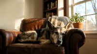 German Shepherd dog resting peacefully on a leather couch by a sunny window, cozy home interior with warm natural light and bookshelf.