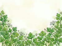 Botanical garden herbs and leafy plants border on cream background, isolated design element for wellness, cooking, and organic product packaging.