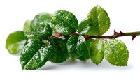 Fresh green rose leaves with water droplets on stem against white background, showcasing natural plant detail for gardening or botanical design.